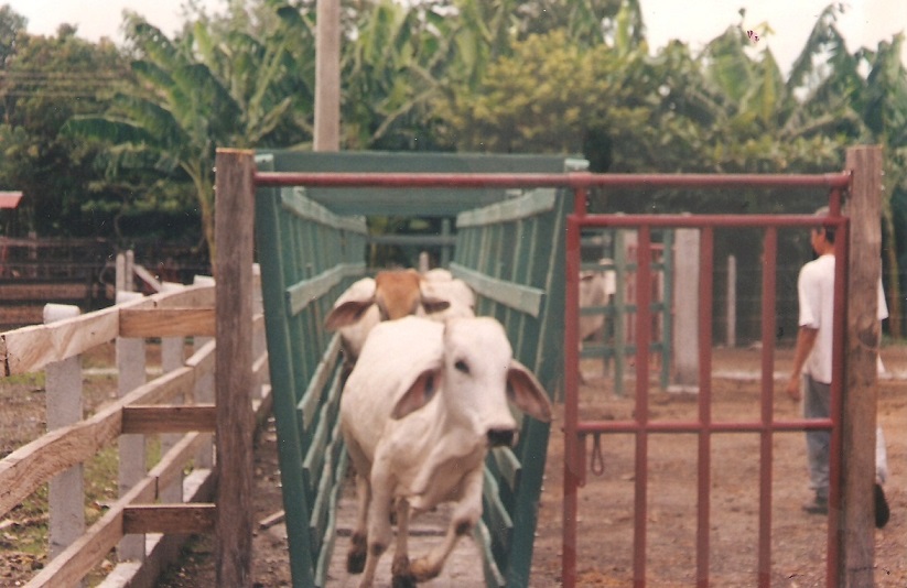 corral de madera plástica calceta manga maderplast brete para ganado corrales embudos calcetas embudo calceta bretes brete apretadero instalaciones mangas wpc (8) corral de madera plástica calceta manga maderplast brete para ganado corrales embudos calcetas embudo calceta bretes brete apretadero instalaciones mangas wpc (8)